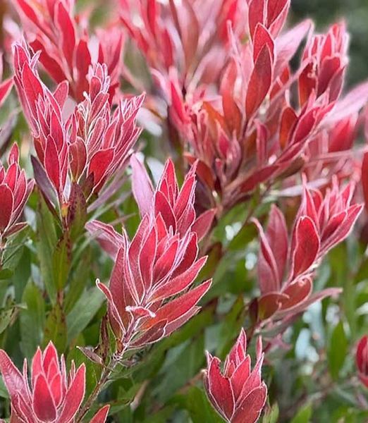 Callistemon viminalis 'Red Rocket'